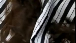 Ladies Haircut  Long brown hair cut off short and shaved bald