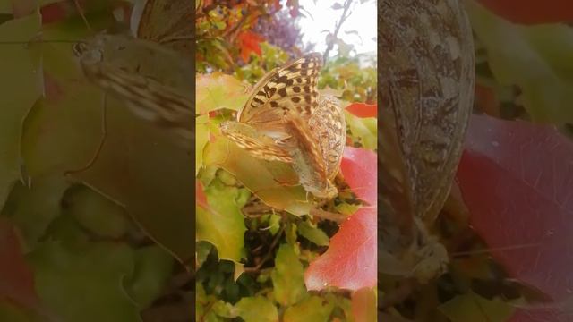 Период размножения у Нежных Бабочек (планета) Breeding season for Gentle Butterflies (planet Earth) смотреть онлайн
