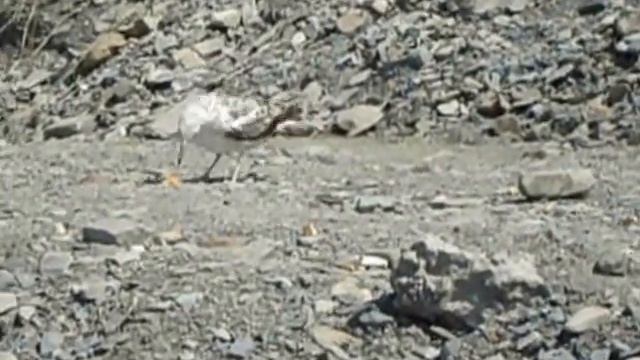 Соня кормит чаек и голубей в Анапе смотреть онлайн