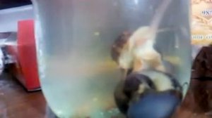 улитка дышит под водой