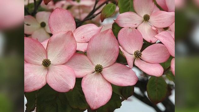 Pink Garden | Fall in love with Shades of Pink Flowers | Pink Flowers смотреть онлайн