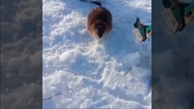 Крыса нападает на человека! Крыса на блесну! Крыса на рыбалке! смотреть онлайн