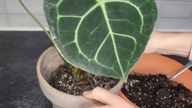 Антуриум Кларинервиум (Хрустальный). Все о ПРАВИЛЬНОМ УХОДЕ. Пересадка