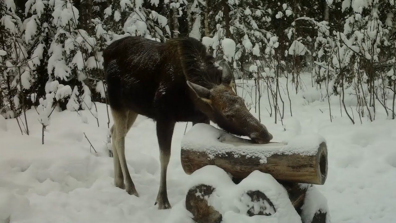 Фотоловушка Bolyguard SG2060-K #27 / Солонец №2 смотреть онлайн