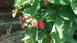 Малиновый дерево «Сказка»