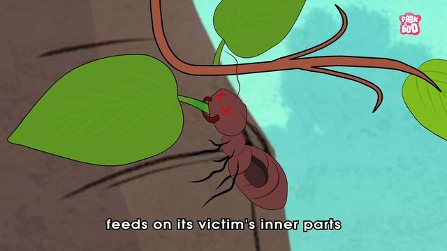PARASITE | What Is A PARASITE? | Biology For Kids | The Dr Binocs Show | Peekaboo Kidz смотреть онлайн