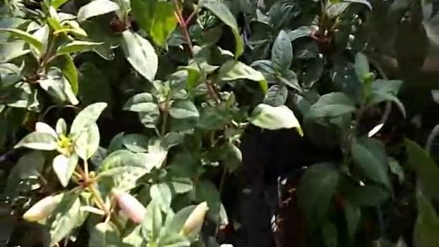 Фуксия в жару, почему болеет и что делать? смотреть онлайн