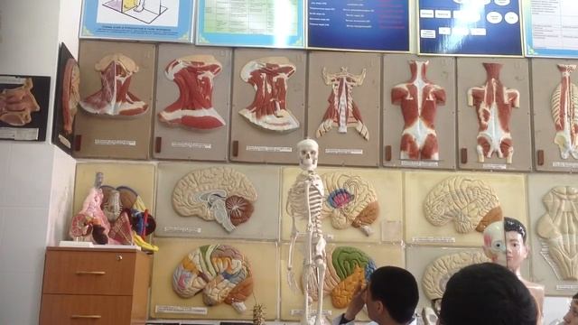 Анатомия: мышцы лица шеи и т.д. 1/2 смотреть онлайн