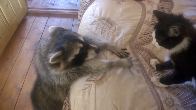 Отдай кота еноту смотреть онлайн