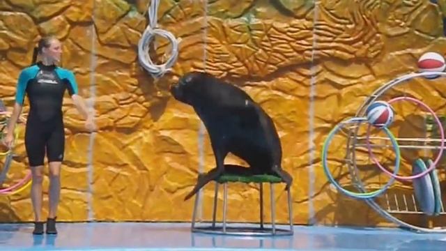 VLOG Дельфинарий Немо в Одессе Морской лев Дельфины смотреть онлайн