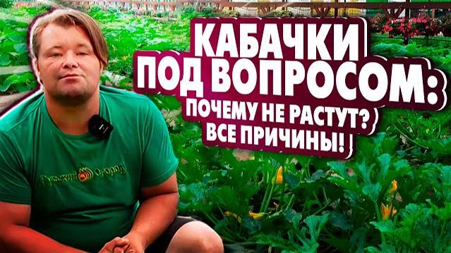 КАБАЧКИ ПОД ВОПРОСОМ: Почему не растут? Все причины в одном видео! смотреть онлайн
