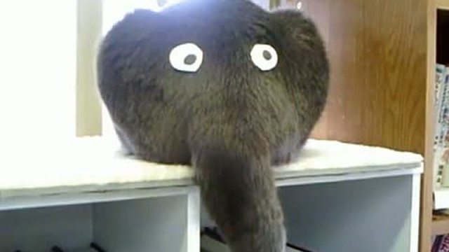 Le chat éléphant смотреть онлайн
