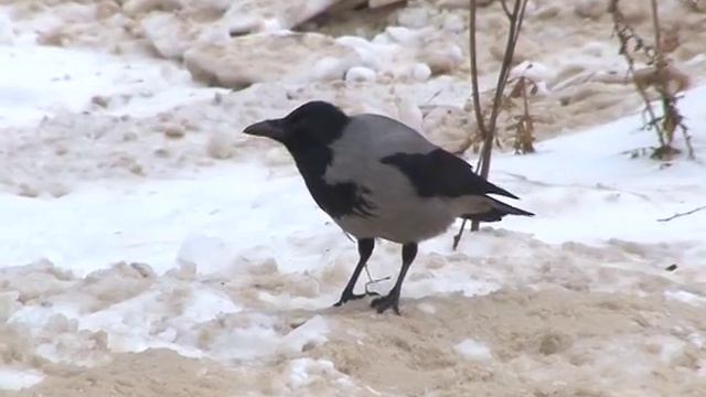 Ремонт дворов в Протвино смотреть онлайн
