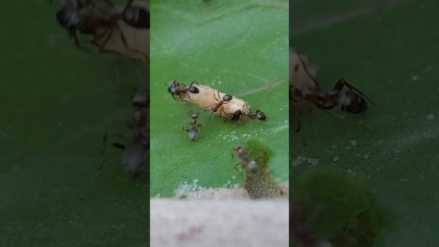 БОИ без правил ОПАРЫШ против СТАИ МУРАВЬЁВ FIGHTS WITHOUT RULES MAGS VS A PACK OF ANTSБОИ без прави смотреть онлайн