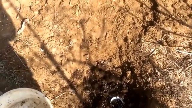 Как Сажать Ягодный Куст на Юге / Органическое земледелие смотреть онлайн