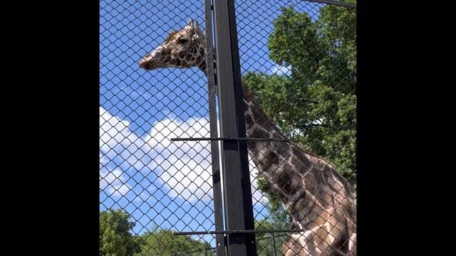 Куда сходить с ребёнком в Москве куда пойти с детьми в Москве смотреть онлайн