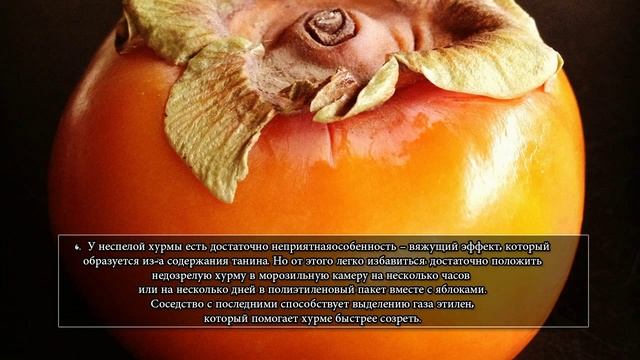 10 интересных фактов о хурме смотреть онлайн
