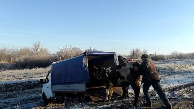 Купили корову в ужасном состоянии /запущенная корова/жизнь в деревне/перевозка стельной коровы. смотреть онлайн
