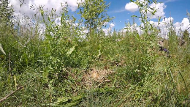 Крачка речная колония 170617 6К на острове GoPro5 яйца, птенцы 20июня 1 4 смотреть онлайн