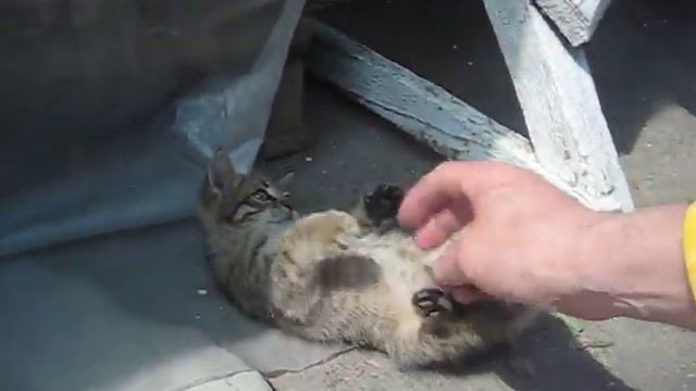 котята,мальчик и девочка серая,пушистая. смотреть онлайн