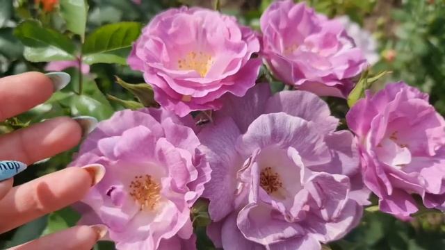 УРА! Расцвели РОЗЫ! Показываю САМЫЕ КРАСИВЫЕ и НЕПРИХОТЛИВЫЕ сорта смотреть онлайн