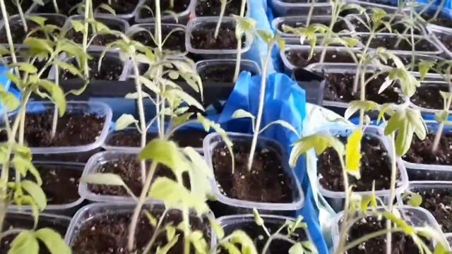 Правильный полив рассады томатов. Особенности сортов.