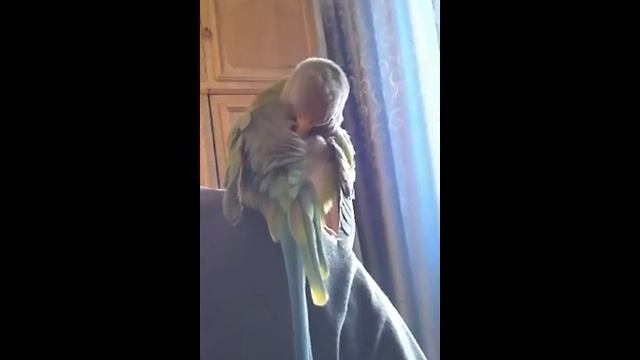 Роня чистит перья смотреть онлайн