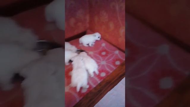 вест хайленд уайт терьер, малыши кушают, др 15.05.21 смотреть онлайн