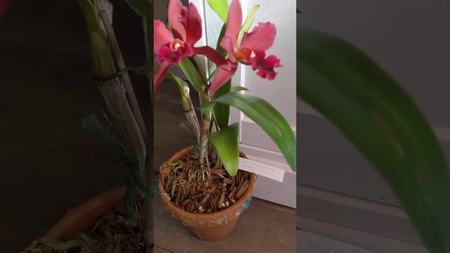 Cattlianthe/ Cattleya India Rose Sherwood ' Kilani' : December 26. 2020