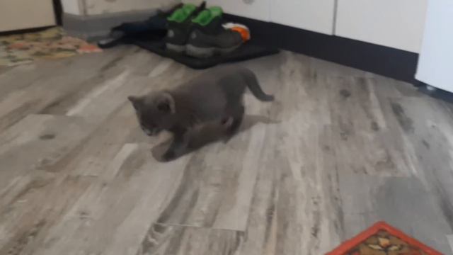 Спасённый котёнок Лулу подружилась с котом Харитоном смотреть онлайн