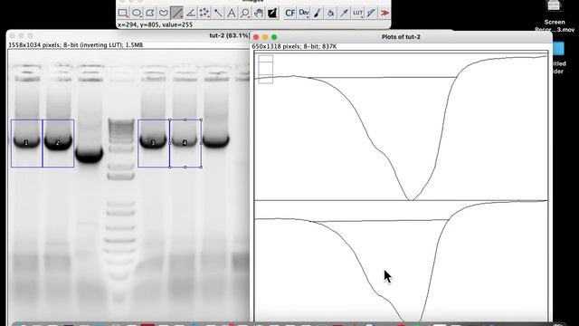 How to quantify gel bands in imageJ | common quantification mistake смотреть онлайн