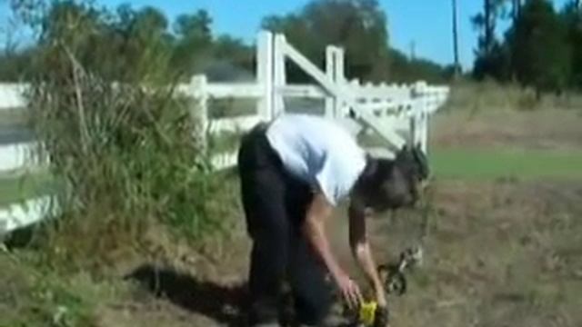 Tough Love Pruning of a Rosa 'New Dawn" смотреть онлайн