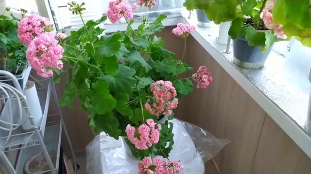 Цветет на балконе молодой кустик Swanland Pink (Australien Pink Rosebud). смотреть онлайн