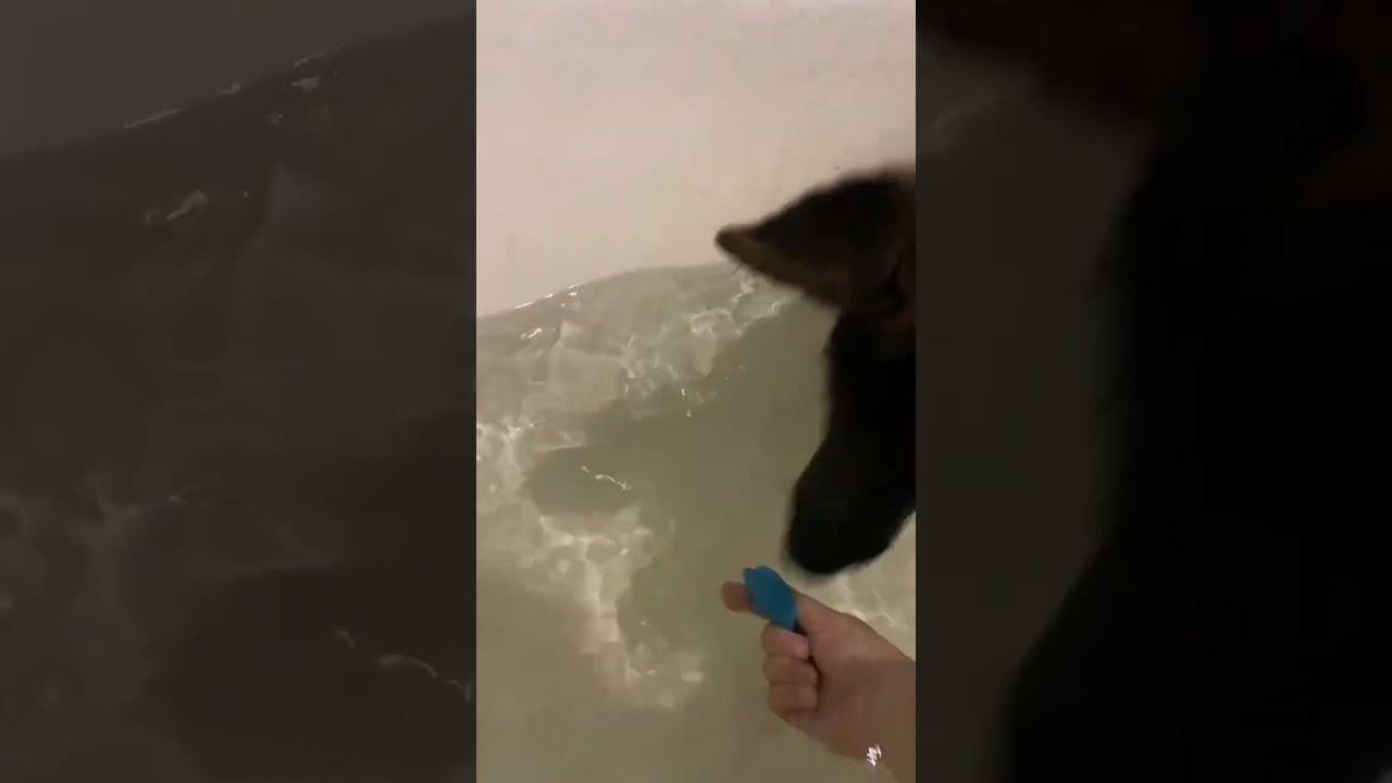 Овчарка играет в ванной #собаки #dog #немецкаяовчарка смотреть онлайн