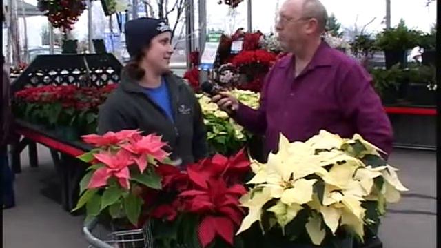 All about Poinsettia's смотреть онлайн