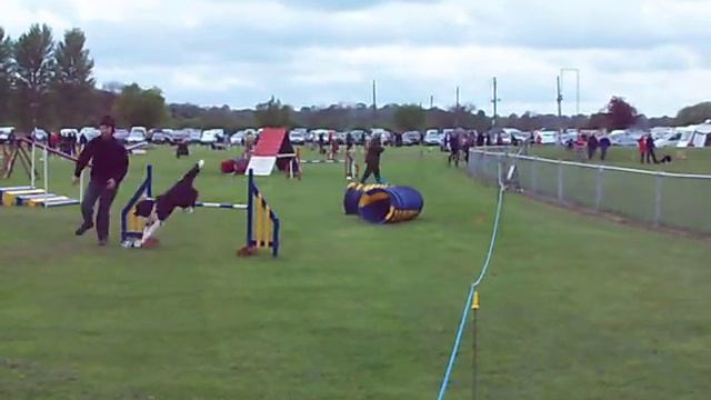 Mac's first placing in a KC show for Agility смотреть онлайн