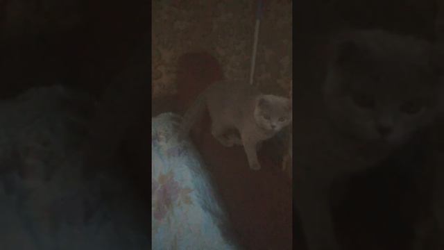 Котик хто любить котов став лайк:-) смотреть онлайн