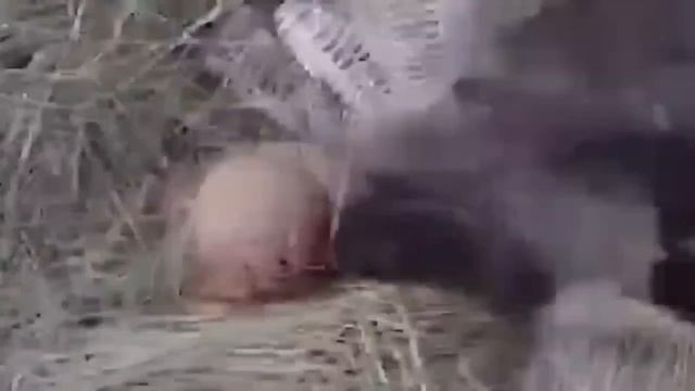 Los 100 Enfrentamientos Mas Locos Del Mundo Animal смотреть онлайн