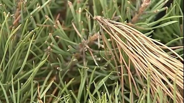 pochemu zhelteyut hvoyniki sovetyi spetsialista 2016 10 8 10 10 смотреть онлайн