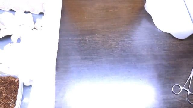 ДВУПЯТНИСТЫЙ СВЕРЧОК. ОТ ЯЙЦА ДО ИМАГО. ПОЛНАЯ ТЕХНОЛОГИЯ. Gryllus bimaculatus смотреть онлайн