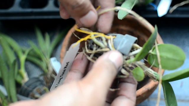 TIPS CARA MENANAM ANGGREK CATTLEYA USIA PRA REMAJA #47 смотреть онлайн
