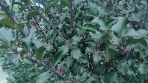 обзор на Падуб остролистный Блю Энжел Blue Angel посадка и уход :)