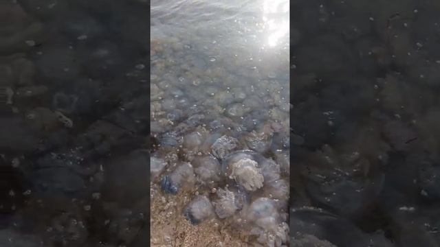 Арабатская стрелка Геническ Генгорка , пляж Очень много медуз!!!! смотреть онлайн