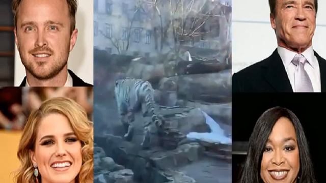 ВСЕМ СМОТРЕТЬ!Улетное Бенгальский тигр! смотреть онлайн