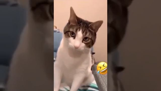 Кот везде Дом найдет #funny #cats #коты #рекомендации #кошки #животные #приколы смотреть онлайн