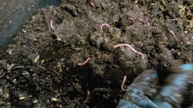 Важные моменты при разведении червей в ящиках и стеллажах смотреть онлайн