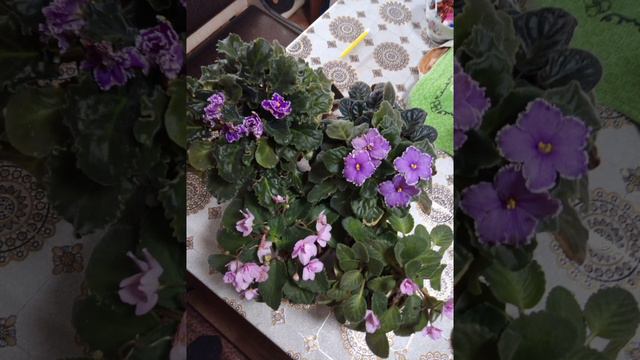 цветы весны смотреть онлайн