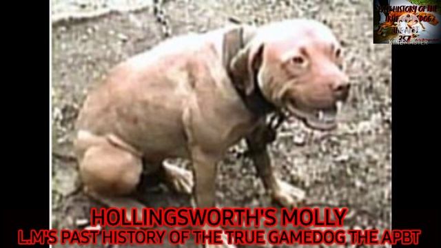 APBT Hollingsworth's Molly смотреть онлайн