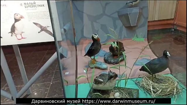 Краткие очерки о Дарвиноском музее. Часть первая.02.01.2024 смотреть онлайн