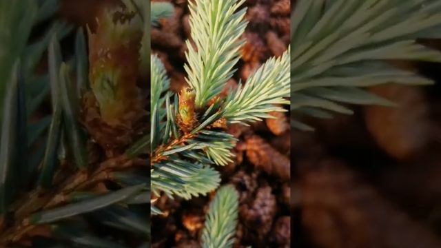 Хвойнички прижились ?✌️?? смотреть онлайн